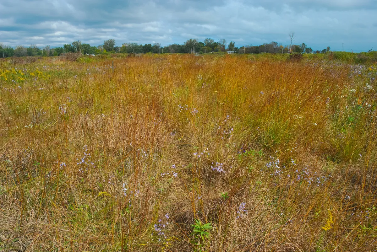 Tall grasses and wildflowers across Chiwaukee Prairie under a cloudy sky