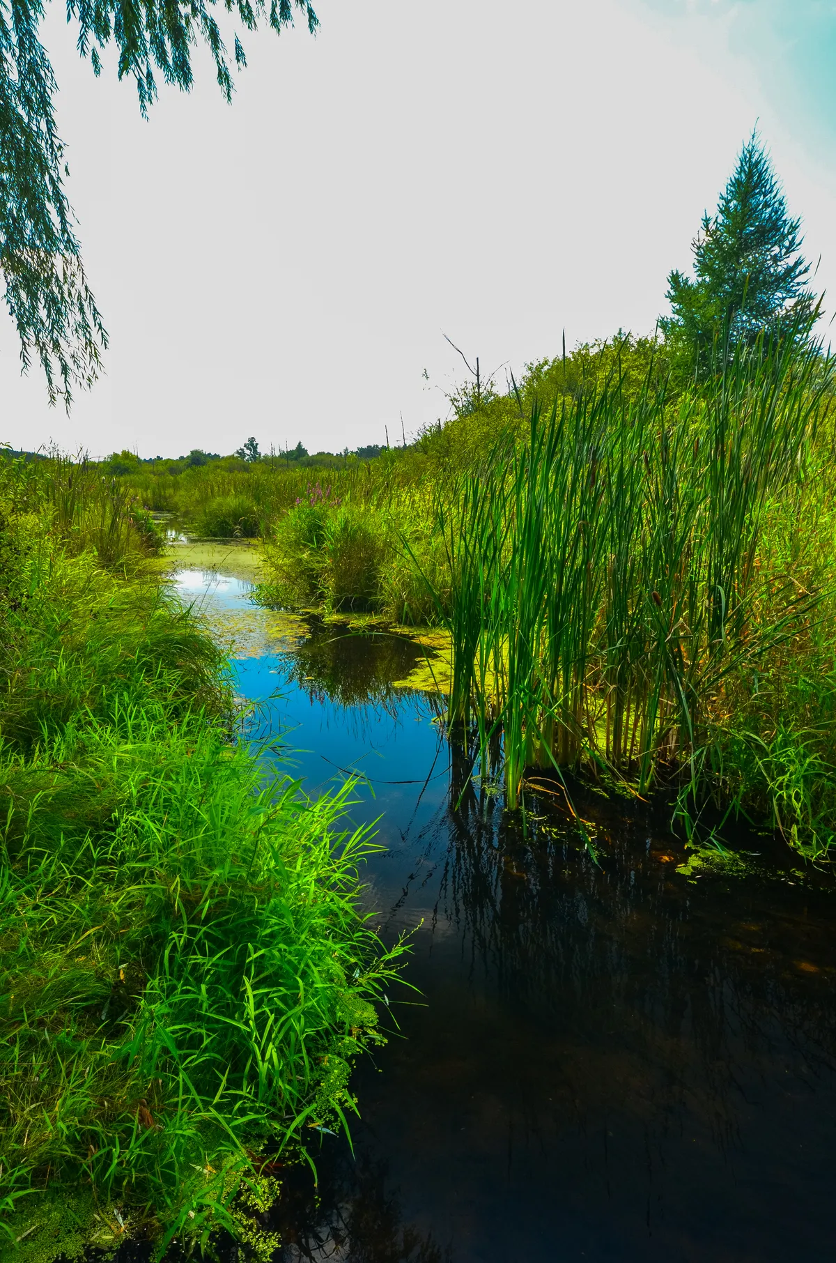 New Munster Bog Island in western Kenosha County, photographed in August 2013